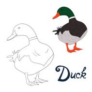 Educational game coloring book duck bird vector