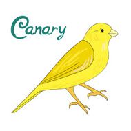 Bird canary vector illustration