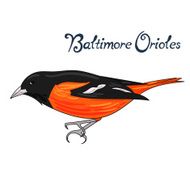 Bird baltimore orioles vector illustration