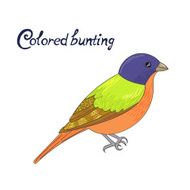 Bird colored bunting vector illustration