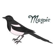 Bird magpie vector illustration