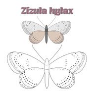Educational game coloring book butterfly vector