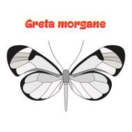 Butterfly greta morgane vector illustration