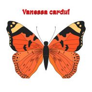 Butterfly vanessa cardui vector illustration