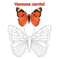 Educational game coloring book butterfly vector N3