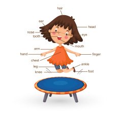 vocabulary part of body vector N2