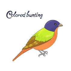Bird colored bunting vector illustration