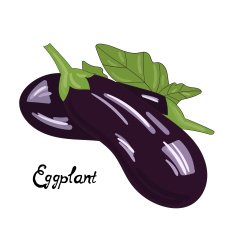 Vegetable eggplant vector illustration