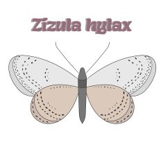 Butterfly zizula hylax vector illustration