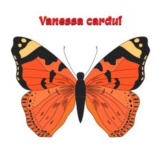 Butterfly vanessa cardui vector illustration