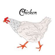 Bird chicken hen vector illustration