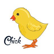Bird chick vector illustration