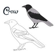 Educational game coloring book crow bird vector