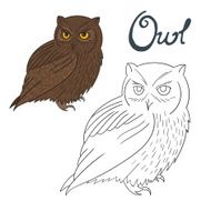 Educational game coloring book owl bird