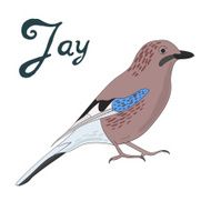 Bird jay vector illustration