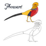 Educational game coloring book pheasant bird