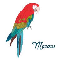 Bird macaw vector illustration