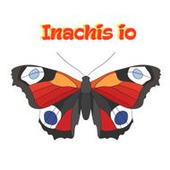 Butterfly inachis io vector illustration
