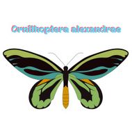 Butterfly Ornithoptera alexandrae vector
