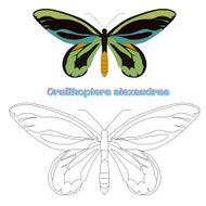 Educational game coloring book butterfly vector N7