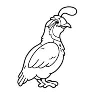Cute quail