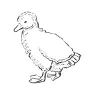 doodle duckling N2