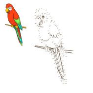 Draw the animal parrot educational game vector illustration N2