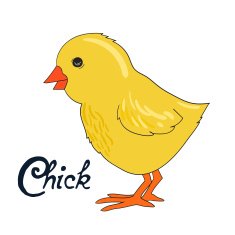 Bird chick vector illustration