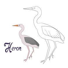 Educational game coloring book heron bird
