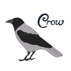 Bird crow vector illustration