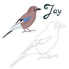 Educational game coloring book jay bird vector