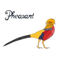 Bird pheasant vector illustration