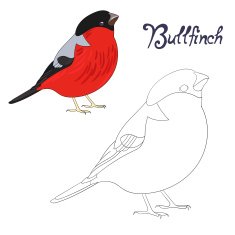 Educational game coloring book bird vector