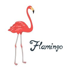 Bird flamingo vector illustration