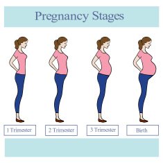Illustration with pregnancy stages