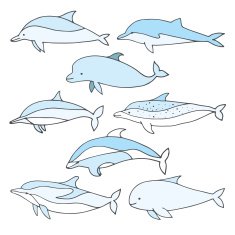 Dolphin set