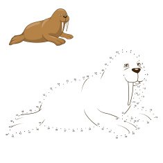Learn to draw animal walrus vector illustration N2