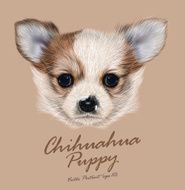 Vector Illustrative Portrait of Chihuahua Puppy Cute bi-color puppy