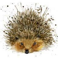hedgehog illustration with splash watercolor textured background N2