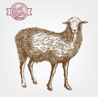 sheep breeding N10