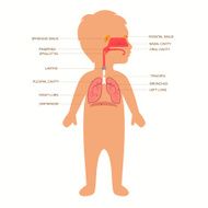 human respiratory system anatomy
