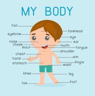 &quot;My body&quot; With pointers and labels on separate layers