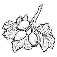Coloring book fruits and vegetables (rosehips)
