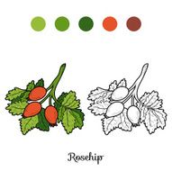 Coloring book fruits and vegetables (rosehips) N2