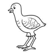 Coloring book (turkey chick)
