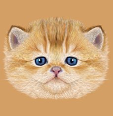 Illustrative Portrait of Domestic Kitten