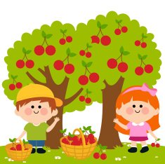 Kids harvesting cherries