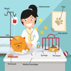 female veterinarian curing the cat with related vocabulary index