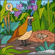 Color alphabet for children letter Q (quail)