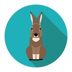 Rabbit N4